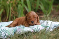 Hunter, a male Miniature Goldendoodle for sale in Dundee, OH – 7 of 10