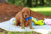 Toby, a male Miniature Goldendoodle for sale in Dundee, OH – 7 of 10