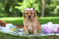 Lila, a female Miniature Goldendoodle for sale in Dundee, OH – 4 of 10