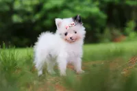 Kitty, a female Pomeranian for sale in Dundee, OH – 6 of 10