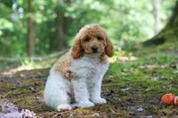 AKC Zoey, a female Poodle - Standard  for sale in Dundee, OH – 3 of 7