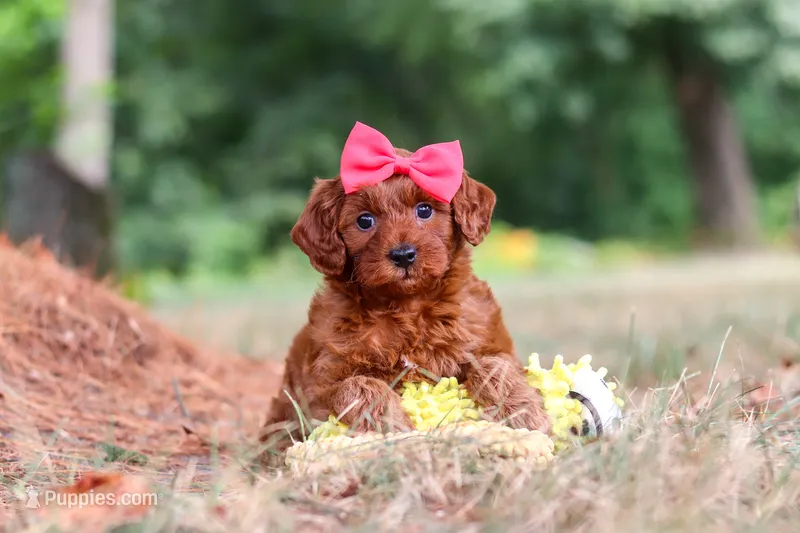 Skye – Miniature Goldendoodle puppy for sale in Dundee, OH