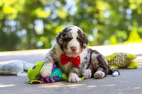 Kenny, a male Bernedoodle for sale in Dundee, OH – 4 of 7
