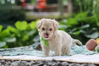Kobe, a male Maltipoo for sale in Dundee, OH – 2 of 8