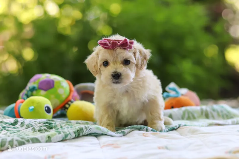 Heidi – Maltipoo puppy for sale in Dundee, OH