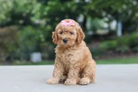 Lila, a female Miniature Goldendoodle for sale in Dundee, OH – 2 of 6