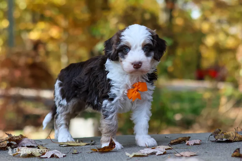 Milo – Bernedoodle puppy for sale in Dundee, OH