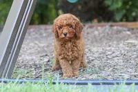 Benji, a male Miniature Goldendoodle for sale in Dundee, OH – 8 of 10