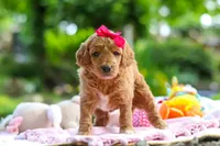 AKC Poppy, a female Poodle - Standard  for sale in Dundee, OH – 6 of 8