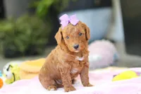 Gracie, a female Miniature Goldendoodle for sale in Dundee, OH – Photo 4 of 9