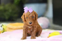 Gracie, a female Miniature Goldendoodle for sale in Dundee, OH – Photo 1 of 9