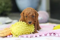 Gracie, a female Miniature Goldendoodle for sale in Dundee, OH – Photo 8 of 9
