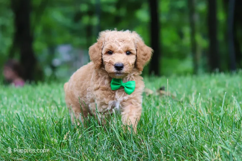 AKC Leo – Poodle - Standard  puppy for sale in Dundee, OH
