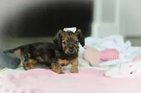 AKC Dolly, a female Miniature Dachshund for sale in Dundee, OH – 2 of 6