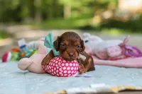 Nemo, a male Miniature Dachshund for sale in Dundee, OH – 2 of 9