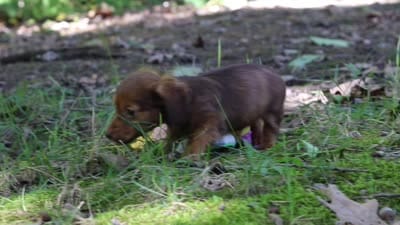 AKC Nemo, a male Miniature Dachshund for sale in Dundee, OH – 10 of 10