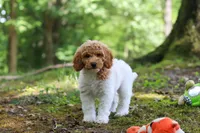 AKC Zoey, a female Poodle - Standard  for sale in Dundee, OH – 2 of 7