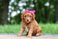 Evelyn, a female Cavapoo for sale in Dundee, OH – 6 of 10