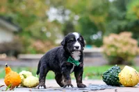 Kyle, a male Bernedoodle for sale in Dundee, OH – 6 of 9
