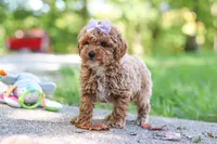 Jodi, a female Poodle - Toy  for sale in Dundee, OH – 4 of 9
