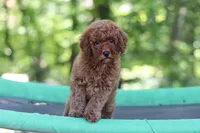 Benji, a male Miniature Goldendoodle for sale in Dundee, OH – 5 of 10