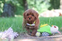Hunter, a male Miniature Goldendoodle for sale in Dundee, OH – 5 of 10