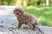 Jodi, a female Poodle - Toy  for sale in Dundee, OH – 8 of 9