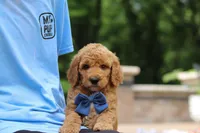 AKC Blaze, a male Poodle - Standard  for sale in Dundee, OH – 3 of 8