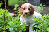 AKC Millie, a female Poodle - Standard  for sale in Dundee, OH – 7 of 10