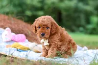 Bluey, a male Goldendoodle for sale in Dundee, OH – 4 of 7