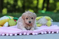 Alice, a female Maltipoo for sale in Dundee, OH – 1 of 5
