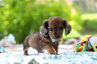 AKC Oscar, a male Miniature Dachshund for sale in Dundee, OH – 2 of 9