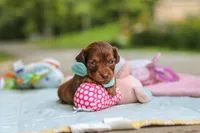 Nemo, a male Miniature Dachshund for sale in Dundee, OH – 3 of 9