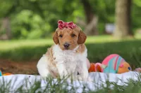 AKC Zoey, a female Poodle - Standard  for sale in Dundee, OH – 5 of 9