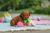 Bodie, a male Goldendoodle for sale in Dundee, OH – 3 of 7