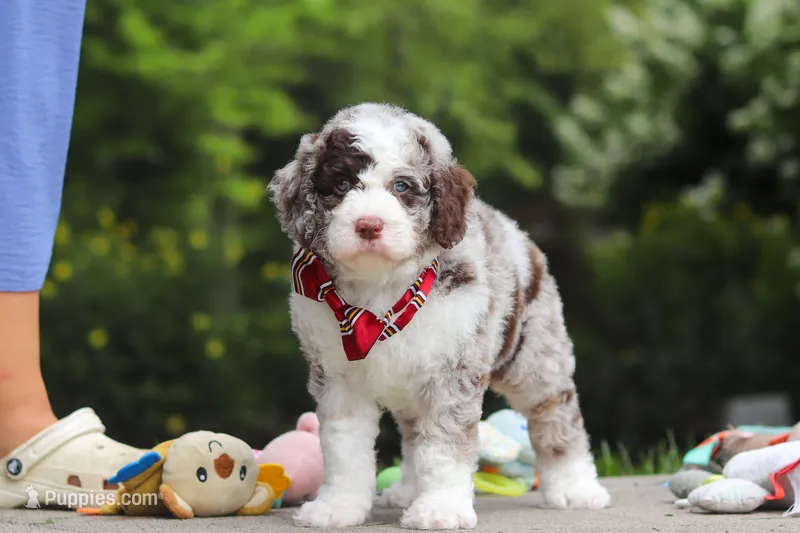 Wyatt – Bernedoodle puppy for sale in Dundee, OH