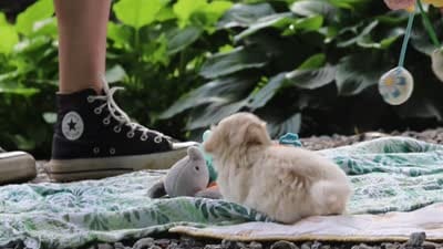 Aleah, a female Maltipoo for sale in Dundee, OH – 6 of 6