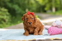 Hannah, a female Goldendoodle for sale in Dundee, OH – 10 of 10
