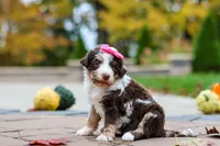 Rosie, a female Bernedoodle for sale in Dundee, OH – 3 of 6