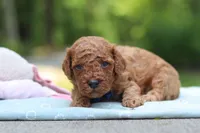 Benji, a male Miniature Goldendoodle for sale in Dundee, OH – 3 of 10