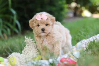 Taylor, a female Maltipoo for sale in Dundee, OH – 2 of 10