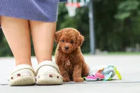Kobe, a male Goldendoodle for sale in Dundee, OH – 9 of 10