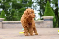 Caleb, a male Miniature Goldendoodle for sale in Dundee, OH – 3 of 10