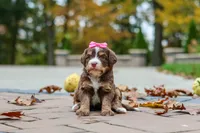 Honey, a female Bernedoodle for sale in Dundee, OH – 5 of 8
