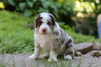 Wyatt, a male Bernedoodle for sale in Dundee, OH – 2 of 10