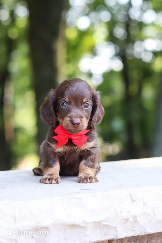 AKC Maverick – Miniature Dachshund puppy for sale in Dundee, OH