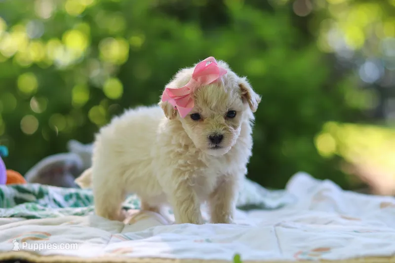 Aleah – Maltipoo puppy for sale in Dundee, OH