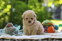 Benji, a male Maltipoo for sale in Dundee, OH – 1 of 6
