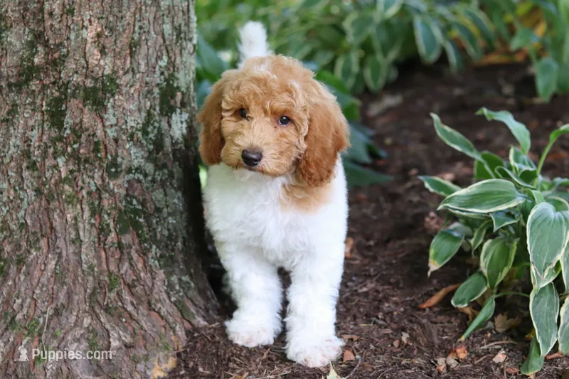 AKC Zoey – Poodle - Standard  puppy for sale in Dundee, OH
