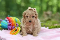 AKC Roxie, a female Poodle - Toy  for sale in Dundee, OH – 6 of 10